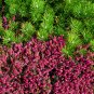 Wonderful Erica carnea Myretoun Ruby Mediterranean Heather Garden Plant