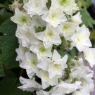 Wonderful Gatsby Star Oakleaf Hydrangea Garden Plant