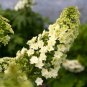 Wonderful Gatsby Star Oakleaf Hydrangea Garden Plant