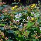 Wonderful Hypericum Blues Festival St JohnsWort Garden Plant