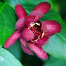 Wonderful Calycanthus Aphrodite PPAFSweetshrub Fragrant Garden Plant