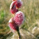 Wonderful Rare Burgundy Mt Asama Pussy Willow Garden Plant