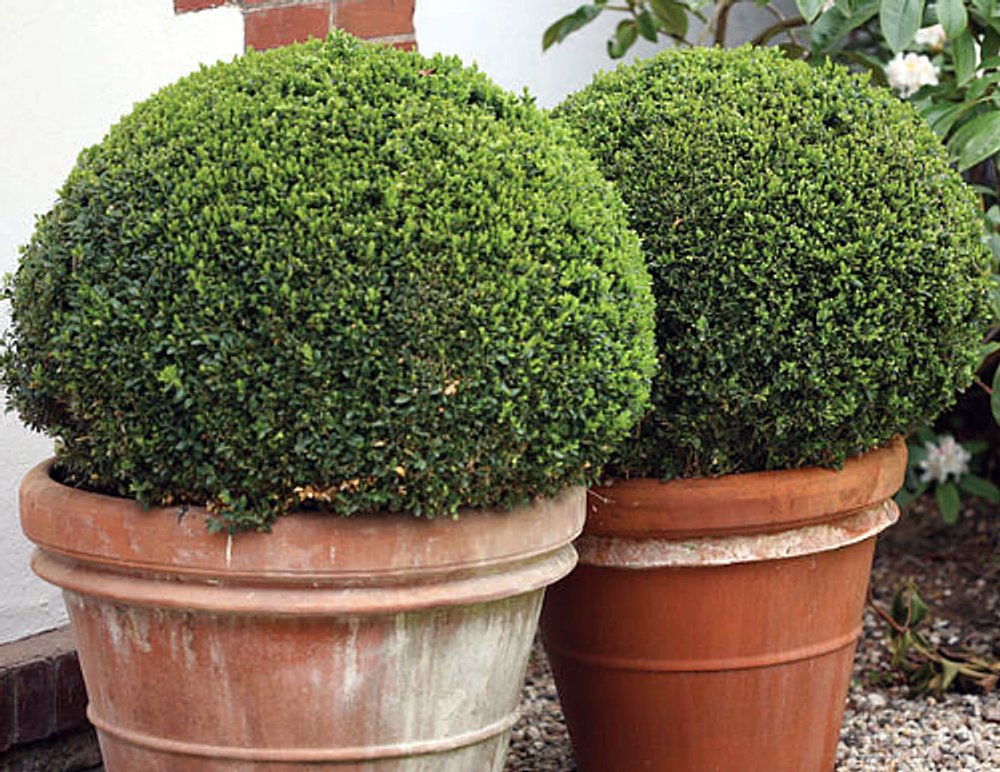 Wonderful Sprinter Boxwood Buxus Garden Plant