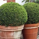 Wonderful Sprinter Boxwood Buxus Garden Plant