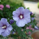 Wonderful Hibiscus Azurri Blue Satin Rose of Sharon Garden Plant
