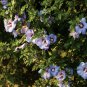 Wonderful Hibiscus Azurri Blue Satin Rose of Sharon Garden Plant