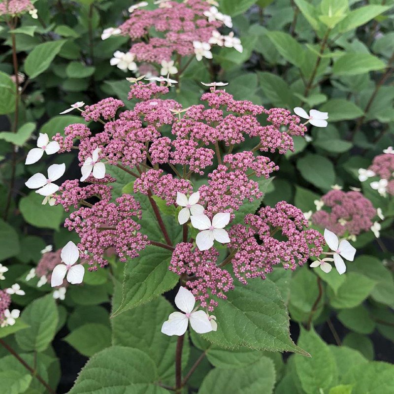Wonderful Invincibelle Lace Smooth Hydrangea Pink Blooms Hardy Garden Plant