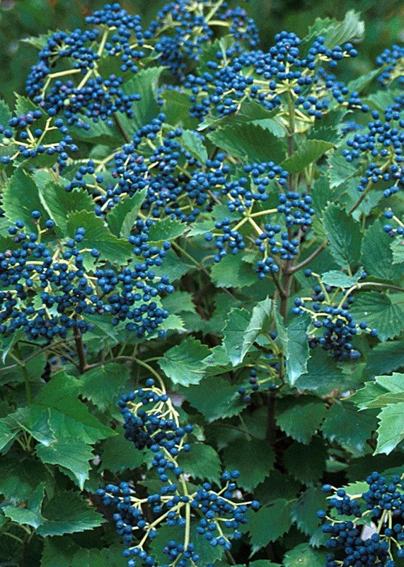 Wonderful Viburnum Blue Muffin Arrowwood Shrub Garden Plant
