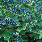Wonderful Viburnum Blue Muffin Arrowwood Shrub Garden Plant