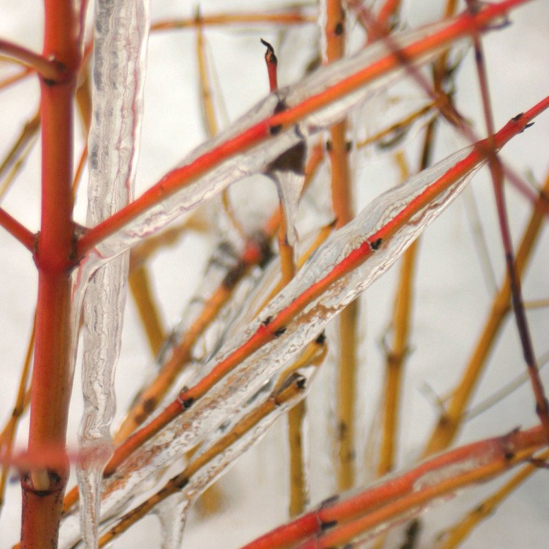 Wonderful Arctic Sun Cornus sanguinea Cato Red Twig Dogwood Garden Plant
