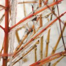 Wonderful Arctic Sun Cornus sanguinea Cato Red Twig Dogwood Garden Plant