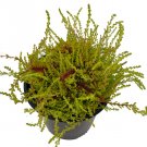 Wonderful Calluna Vulgaris Hardy Multicolor Scotch Heather Garden Plant