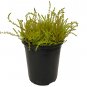 Wonderful Calluna Vulgaris Hardy Multicolor Scotch Heather Garden Plant