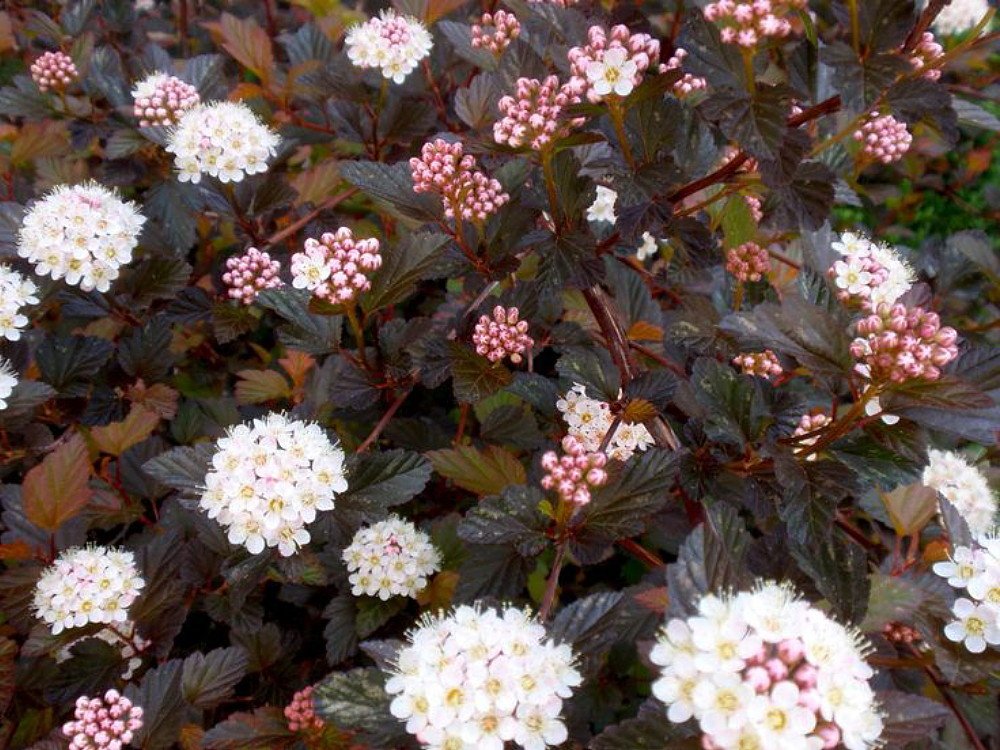 Wonderful Summer Wine Black Ninebark Shrub Garden Plant