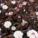 Wonderful Summer Wine Black Ninebark Shrub Garden Plant