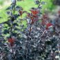 Wonderful Summer Wine Black Ninebark Shrub Garden Plant