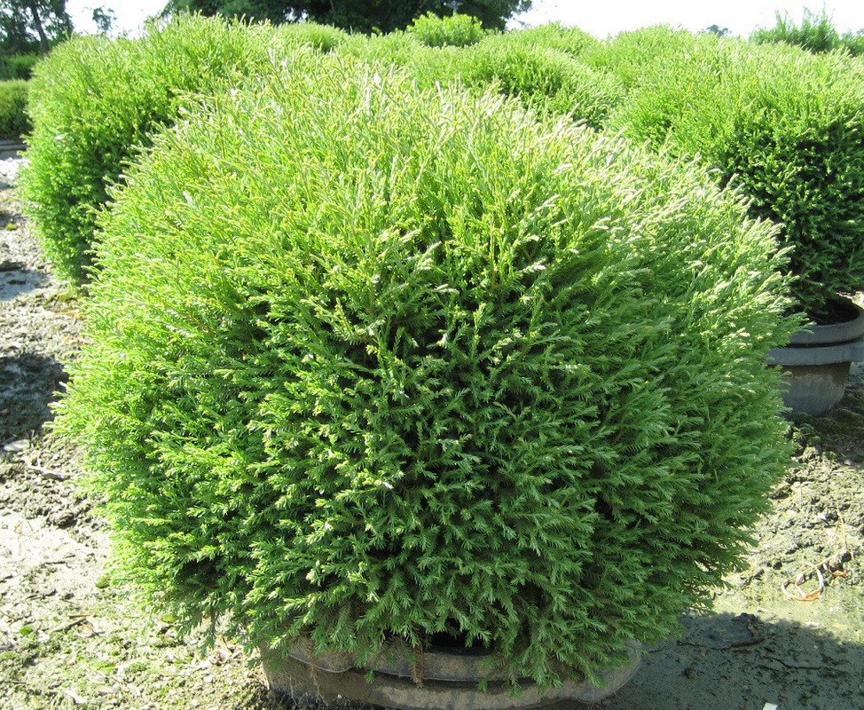 Wonderful Thuja Mr Bowling Ball Linesville Arborvitae Garden Plant