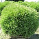 Wonderful Thuja Mr Bowling Ball Linesville Arborvitae Garden Plant