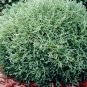Wonderful Thuja Mr Bowling Ball Linesville Arborvitae Garden Plant