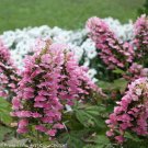 Wonderful Gatsby Pink Hydrangea Garden Plant