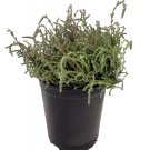 Wonderful Calluna Vulgaris Hardy Silver Knight Scotch Heather Garden Plant