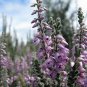 Wonderful Calluna Vulgaris Hardy Silver Knight Scotch Heather Garden Plant