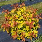 Wonderful Kodiak Fresh Honeysuckle Diervilla Garden Plant