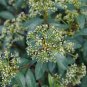 Wonderful Yang Viburnum Shrub Compact Hybrid Garden Plant