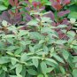 Wonderful Yang Viburnum Shrub Compact Hybrid Garden Plant