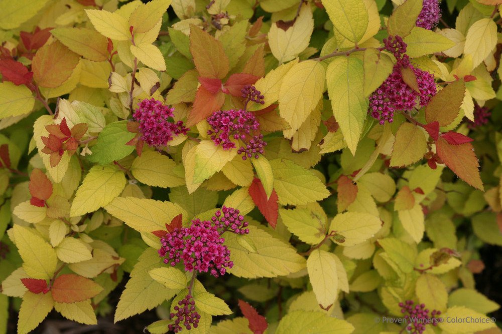 Wonderful Spiraea Candy Corn Double Play Garden Plant