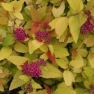 Wonderful Spiraea Candy Corn Double Play Garden Plant