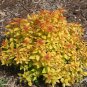 Wonderful Spiraea Candy Corn Double Play Garden Plant