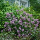Wonderful Bloomerang Dwarf Purple Lilac Garden Plant