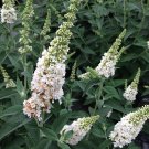 Wonderful Miss Pearl Butterfly Bush Garden Plant