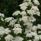 Wonderful Spiraea Wedding Cake Garden Plant