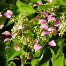 Wonderful Schizophragma Rose Sensation False Hydrangea Garden Plant