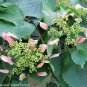 Wonderful Schizophragma Rose Sensation False Hydrangea Garden Plant