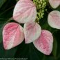 Wonderful Schizophragma Rose Sensation False Hydrangea Garden Plant