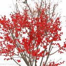 Wonderful Ilex Broadleaf Evergreen Berry Poppins Winterberry Holly Garden Plant