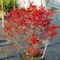 Wonderful Ilex Broadleaf Evergreen Berry Poppins Winterberry Holly Garden Plant