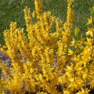 Wonderful Show Off Starlet Forsythia Compact Garden Plant
