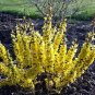 Wonderful Show Off Starlet Forsythia Compact Garden Plant