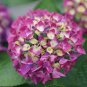 Wonderful Wee Bit Giddy Bigleaf Hydrangea Garden Plant