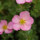 Wonderful Potentilla Happy Face Hearts Garden Plant