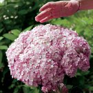 Wonderful Hydrangea Perennial Incrediball Blush Huge Flowers Garden Plant