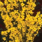 Wonderful Mindor Show Off Forsythia x Garden Plant