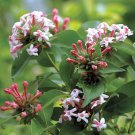 Wonderful Abelia Sweet Emotion Garden Plant