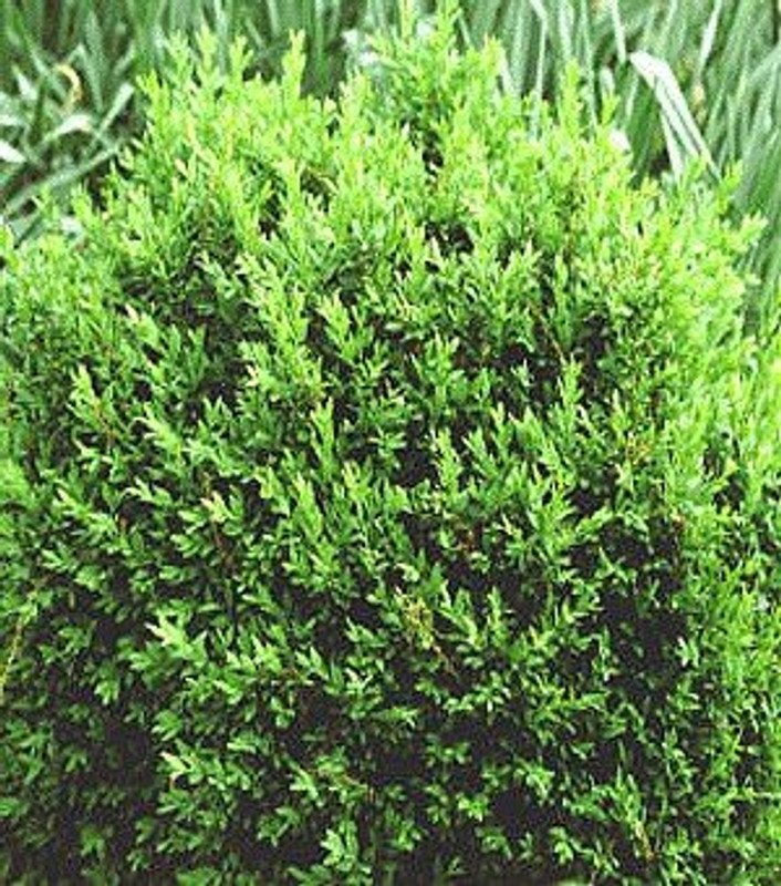 Wonderful Boxwood Buxus North Star Superb Winter Color Garden Plant