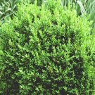 Wonderful Boxwood Buxus North Star Superb Winter Color Garden Plant