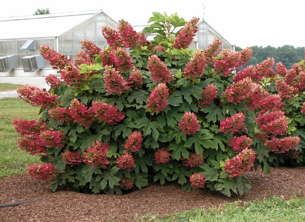 Wonderful Ruby Slippers Dwarf Oakleaf Hydrangea Bush Garden Plant